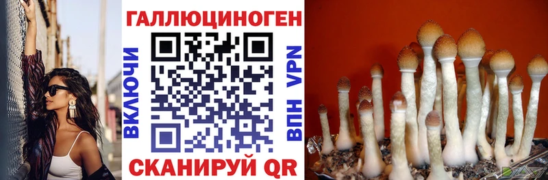 Купить  Тайга  Псилоцибиновые грибы мицелий 